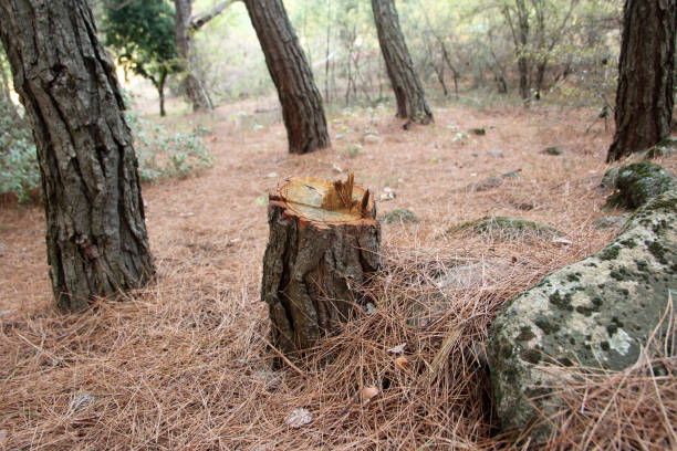Best Tree Maintenance Programs  in Town N Country, FL